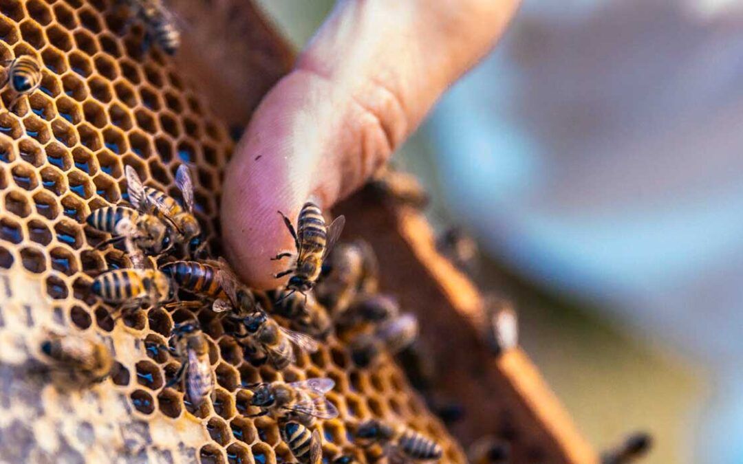 La importancia de la comida para abejas