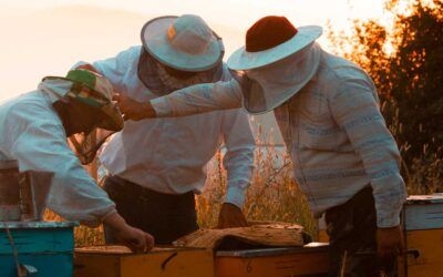 Alimentos naturales para abejas