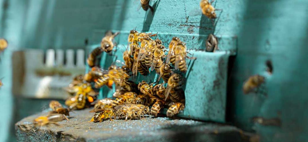 Cómo preparar alimentos para abejas en casa