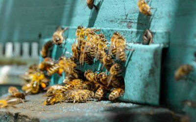 Cómo preparar alimentos para abejas en casa